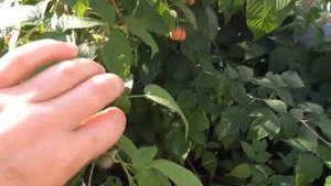 Ремонтантная малина "БАБЬЕ ЛЕТО". Второй год плодоношения.