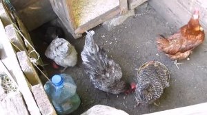 Курица много сидит