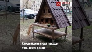 Домик для бездомных кошек в московском дворе