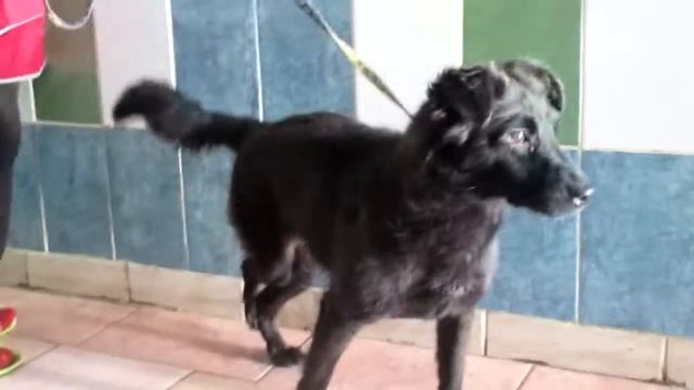 Ника - Слива смотреть онлайн