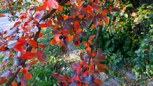 Диктант для 8 класса с проверкой