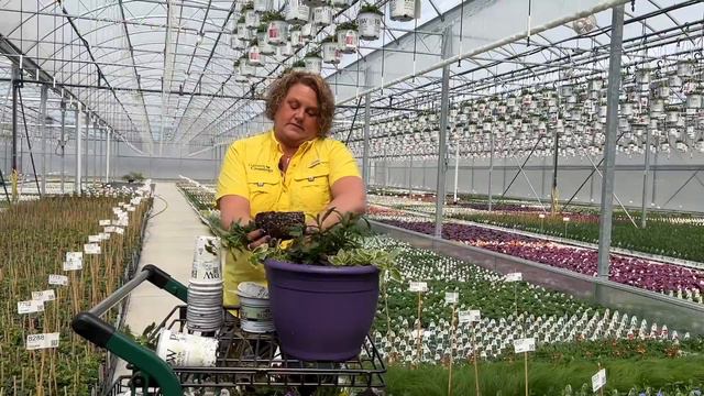 How to Select the Perfect Plants for Annual Planters смотреть онлайн