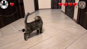 Cat vs Spider - My kitten goes through a 3 levels game