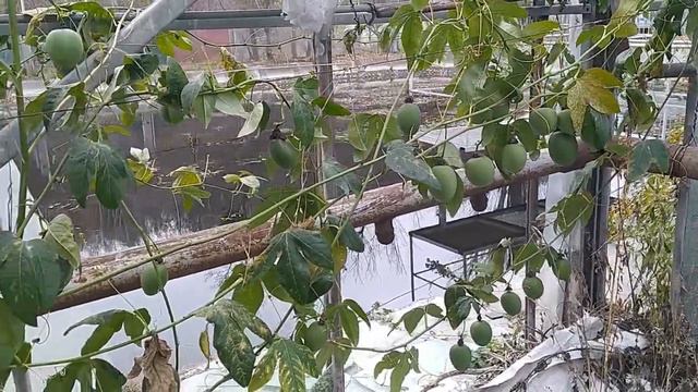 Пасіфлора в листопаді смотреть онлайн