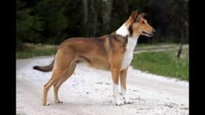 Короткошерстная колли