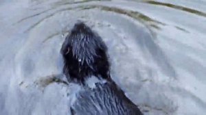 Бобр. Санкт-Петербург. о.Новая Голландия.