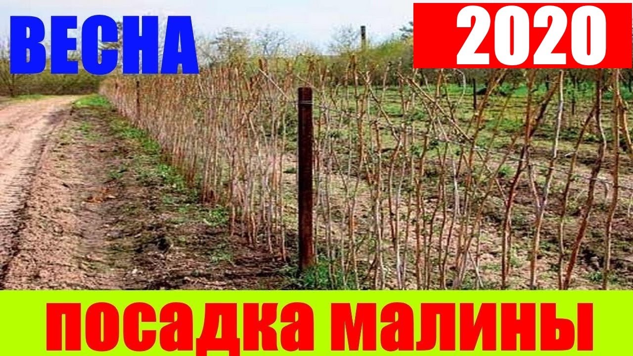 Как посадить малину весной || посадка малины весной видео || малина посадить || малина саженец