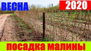 Как посадить малину весной || посадка малины весной видео || малина посадить || малина саженец