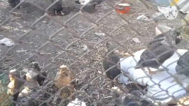 Брат привёз цветные яйца. Голубые , зелёные , коричневые и салатовые.