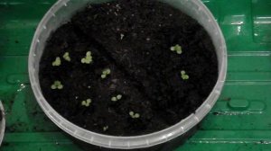 Как вырастить клубнику из семян .(2 часть)