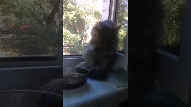 Кошка муся умывается смотреть онлайн