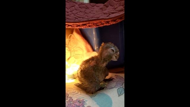 Птенец выкормыш попугая пирурры, много спит, зоб не пустеет, мало ест, клюв кривой. Птенцовый клюв. смотреть онлайн