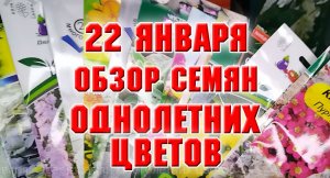 22 января. Обзор семян однолетних цветов
