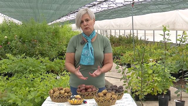 ВЫКАПЫВАЕМ И ХРАНИМ КАРТОФЕЛЬ  Советы опытного агронома