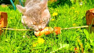 Пикник на даче