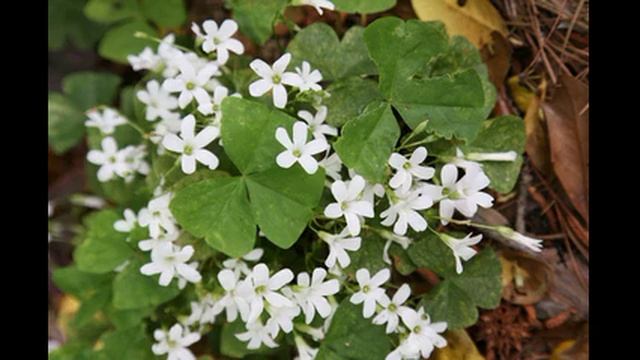 кислица трава