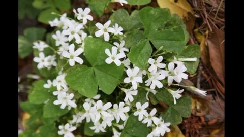 кислица трава