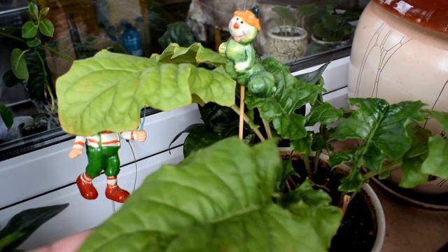 КАК МЫ ХОДИЛИ ЗА ВОДОЙ . ГЕРБЕРА ,ОСОБЕННОСТИ УХОДА. смотреть онлайн