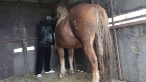 Везём кобылу к жеребцу