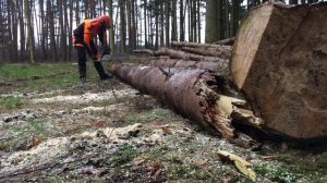 Stihl MS 260 C-BE
