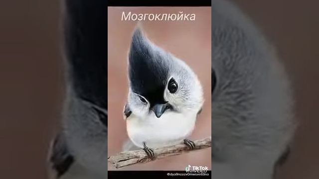 Как прекрасен этот мир....! Посмотри....! смотреть онлайн