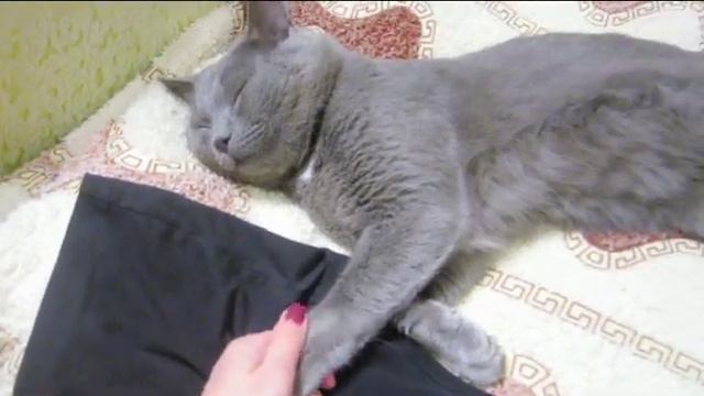 Федя сверлит Пуня скучает😼 смотреть онлайн