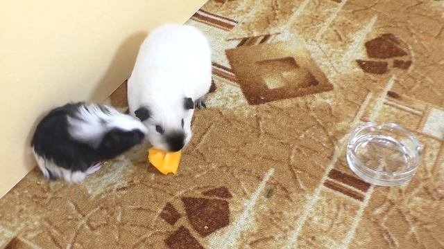 Первое  Знакомство свинок Сени и Умки / Алиса Изи Петс / Alisa Easy Pets смотреть онлайн