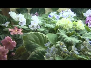 Кухня Фиалки-Татьяна Огородникова (фиалки, стрептокарпусы в Беларуси)