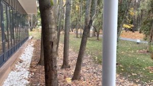 Прогулка в Переделкино ??