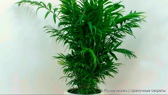 ОБЯЗАТЕЛЬНО ПОСТАВЬТЕ ЭТИ ТЕНЕЛЮБИВЫЕ ЦВЕТЫ ДОМА ЕСЛИ В НЕМ МАЛО СОЛНЦА! Теневыносливые растения смотреть онлайн