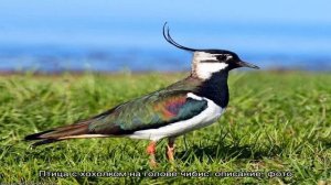 Птицы с хохолком на голове: названия, описание, фото. Что за птицы с хохолком клюют рябину?