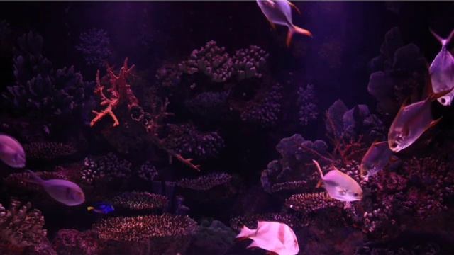 Нежная музыка для души Слушать можно вечно без ап vastneses смотреть онлайн