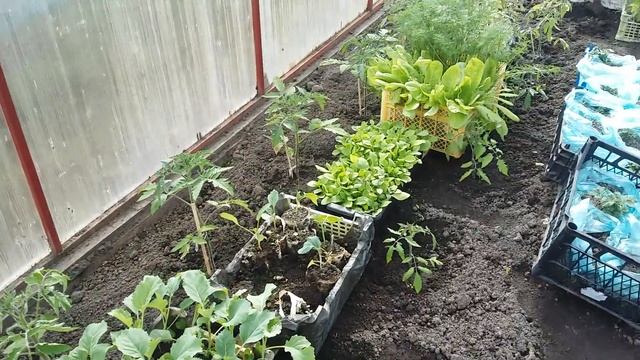 Совместные посадки в теплице практикую давно.