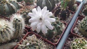 Кактусы.Цветение Lobivia tigeliana.Цветущие новиночки коллекции.