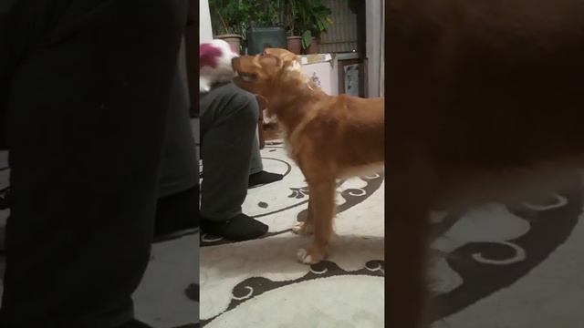 английский спаниель просит игрушку. новая команда кувырок? нас уже 40 ?? смотреть онлайн