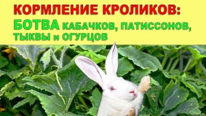 КОРМЛЕНИЕ КРОЛИКОВ: БОТВА КАБАЧКОВ, ПАТИССОНОВ, ТЫКВЫ И ОГУРЦА