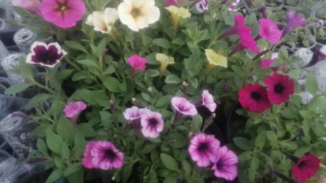 Вегетативная петуния потихоньку выезжает на рынок. Ассортимент на 21 апреля.