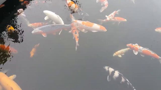 Карп кои продажа в Харькове смотреть онлайн