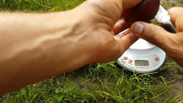 Гибрид персик-слива \Вкуснейший сорт смотреть онлайн