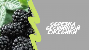 Бесшипная ежевика?Трипл Краун (Тройная Корона?) и Честер. Весенняя обрезка.