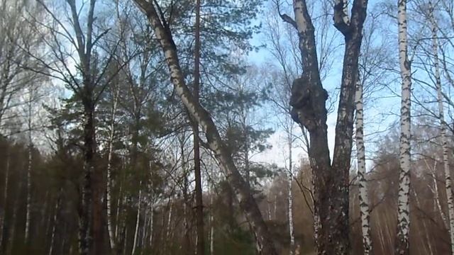 медведь на дереве смотреть онлайн