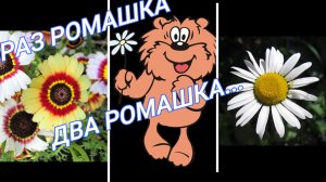 Красивые и неприхотливые ромашковые цветы