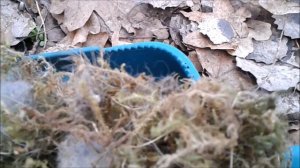 Неудавшаяся чистка синичника