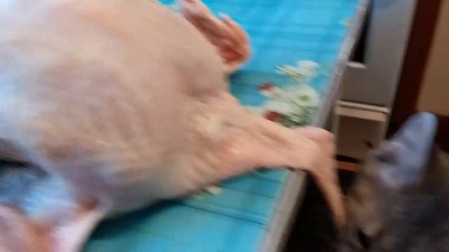 Кот и курица смотреть онлайн