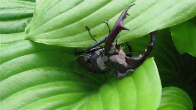 Lucanus cervus sleeps - Жук олень спит смотреть онлайн
