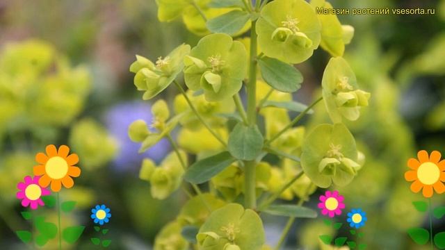 Молочай обыкновенный Роббиа. Краткий обзор, описание характеристик euphorbia marginata Robbiae смотреть онлайн