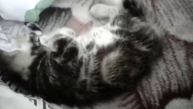 Сон котёнка смотреть онлайн