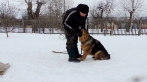 Дрессировка собак. Обучение командам "Ползи", "Змейка", "Голос". "Школа Гайдука"