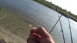 Подуст Спасает Рыбалку. Осенний Клев