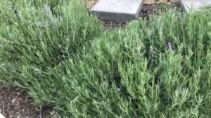 Лаванда уход и посадка